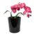 Preto Cymbidium